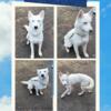 Huskies needing homes