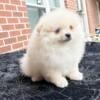 CKC Pomeranian: MARLEY