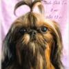 Shih Tzu ~ Red Female ~ 9months old - ADOPION COST REDUCED - Quality ~ Parents AKC & DNA Tested!