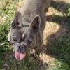 Blue French bulldog