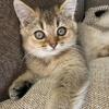 Adorable 2-Month-Old Kitten – Sweet, Affectionate & Litter Trained – Looking for a Loving Home