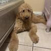 Golden doodle for sale