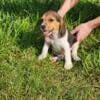 Beagle Male puppy