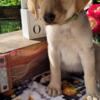 Female Labrador Retriever Puppy