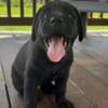 ICCF Registered Cane Corso Puppies  $1000