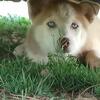 Gerberian Shepsky 