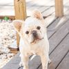 Fluffy French Bulldog Stud