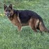 Free female German Shepherd