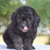 Toy poodle female puppy