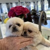 Pekingese AKC