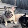 Blue fawn male French bulldog