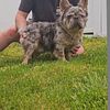 Female Frenchies - Lilac & Tan & Lilac & Tan Fluffy Carriers possibly carry cream