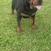 AKC Female Rottweiler