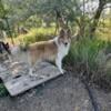 Sable Standard Collie