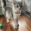 *Maine Coon Kittens Seeking Forever Home*