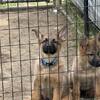 German Shepherd Puppies
