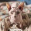 Sphynx kittens NYC, NJ, CT