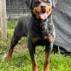 Rottweiler Female pet