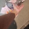 Hairless female