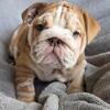 Female English bulldog puppy