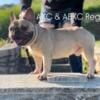 STUD AKC French Bulldog