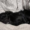 Male Applehead Chihuahua, black, longhair for stud