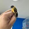 Hybrid Siskin male for sale $400