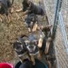 German Shepherd Pups for Sale