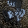 baby Bunnies/rabbits