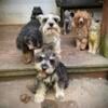 Male CKC miniature schnauzer, adorable, house trained, sweet.