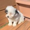 CKC Maltipoo baby boys