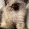 Free purebred persian kittens read full ad before responding