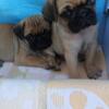 pug puppies for sale