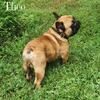 Hungarian Import 6 Panel CLEAR Theo STUD