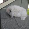 Pedigreed Holland Lops 