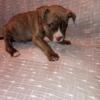 Full blooded Pit Bull Puppies Need gone Asap