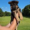 Exceptional German Shepherd Puppies