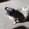 Pug to rehome in mt pleasant Michigan