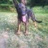 German Shepherds  - Czech imported parents 