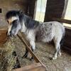 Pony Trainer