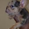 French Bulldog Available