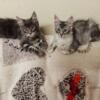 Available Maine Coon kittens