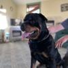 AKC Rottweiler Puppies