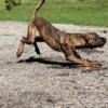 REDUCED PRICE! Presa Canario puppies, Ready to go!