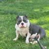 Blue pocket bully female 