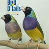 !!! SHOW QUALITY GOULDIANS AVAILABLE!!!!