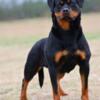 Rottweiler male and female pup for sale .