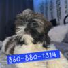 Shih tzu puppies Available Only males available