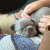 Frenchie pup 