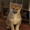 Shiba Inu purebred puppy